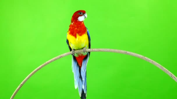 Rosella Papoušek Otáčí Podél Izolované Zelené Obrazovce Fotoaparátu — Stock video