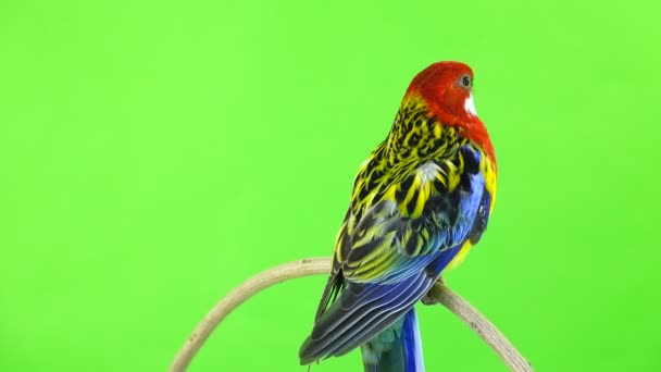 Rosella Parrot Rotates Camera Isolated Green Screen — Stock Video