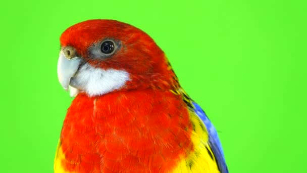 Портретний Папуга Розетки Ізольований Зеленому Екрані — стокове відео