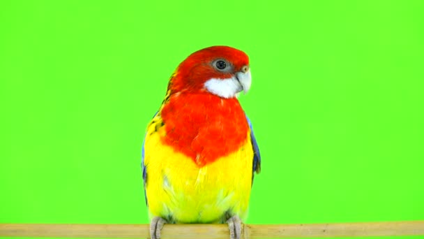 Retrato Rosella Papagaio Isolado Tela Verde — Vídeo de Stock