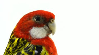 beyaz ekranda izole portre Rosella papağan