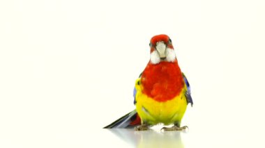 Beyaz ekranda izole Rosella papağan