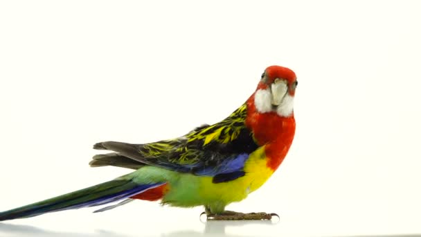 Rosella Papagei Isoliert Auf Weißem Bildschirm — Stockvideo