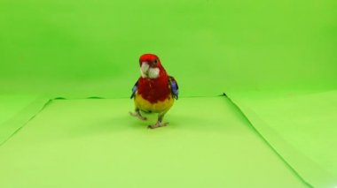 Rosella papağan yavaş yavaş üzerinde yeşil bir ekran yol boyunca yürüyor