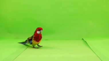 Rosella papağan yavaş yavaş üzerinde yeşil bir ekran yol boyunca yürüyor