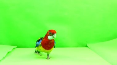Rosella papağan yavaş yavaş üzerinde yeşil bir ekran yol boyunca yürüyor