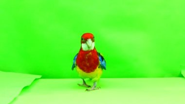 Rosella papağan yavaş yavaş üzerinde yeşil bir ekran yol boyunca yürüyor