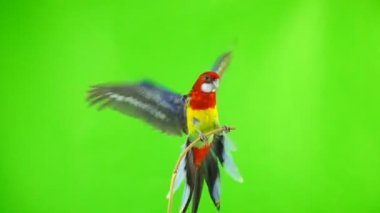 ağır çekim. Rosella papağan kanat kanatlar ve yeşil ekran dışında uçar