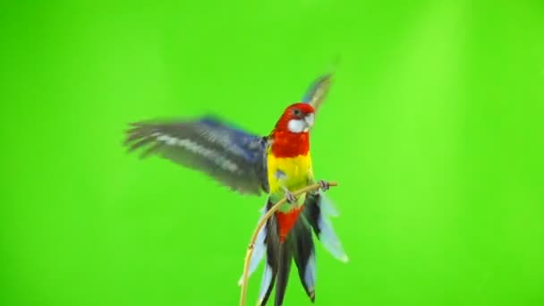Замедление Попугай Роселла Машет Крыльями Вылетает Зеленого Экрана — стоковое видео