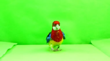 Rosella papağan yavaş yavaş üzerinde yeşil bir ekran yol boyunca yürüyor