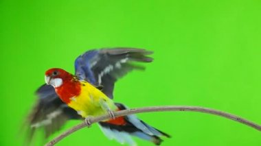 ağır çekim. Rosella papağan yeşil bir ekran üzerinde kanat kanatlar