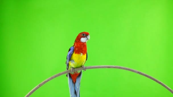 Cámara Lenta Rosella Loro Aletea Sus Alas Vuela Fuera Pantalla — Vídeos de Stock