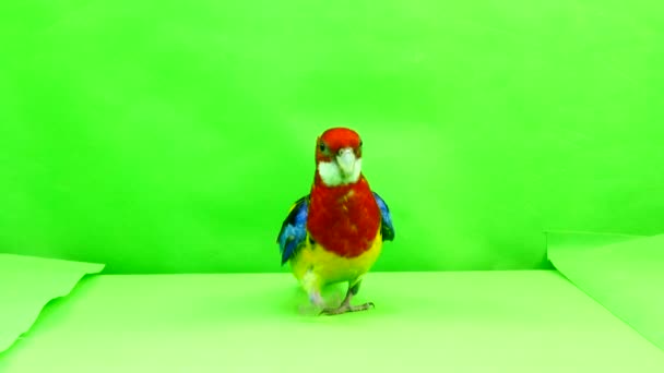 Rosella Pappagallo Sta Lentamente Camminando Lungo Sentiero Uno Schermo Verde — Video Stock