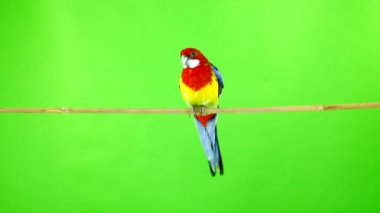 Rosella papağan yeşil bir ekran üzerinde sopa üzerinde