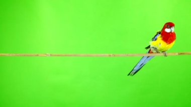 Rosella papağan yeşil bir ekran üzerinde sopa üzerinde