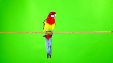 Rosella papağan yeşil bir ekran üzerinde sopa üzerinde