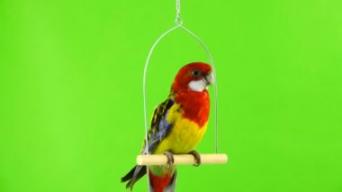 Rosella papağan yeşil dağ eteğindeki taş yığını beyaz çubuğa kamerada boyunca döner