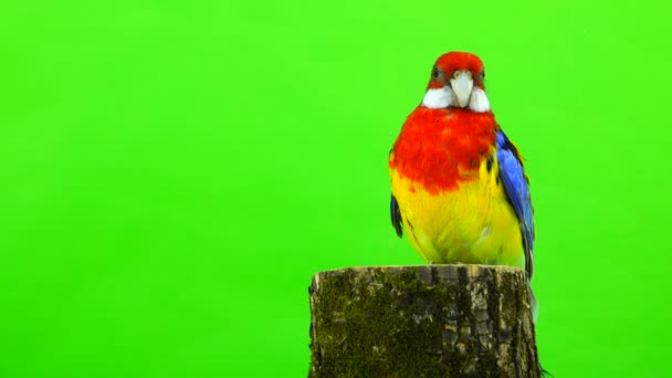 Papagaio Rosella Cânhamo Uma Tela Verde Gira — Vídeo de Stock