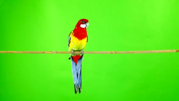 玫瑰鹦鹉在绿色屏幕上的棍子 — 图库视频影像