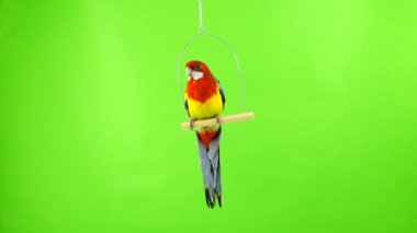 Yeşil bir ekran üzerinde beyaz bir sopa üzerinde oturan Rosella papağan