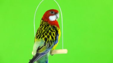 Yeşil bir ekran üzerinde beyaz bir sopa üzerinde oturan Rosella papağan