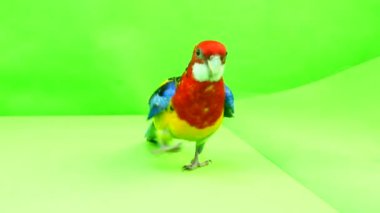 Rosella papağan yol boyunca yeşil bir ekran üzerinde çalışır.