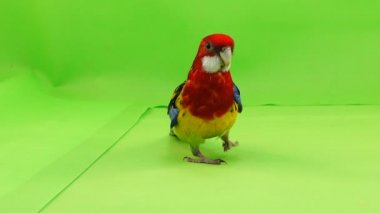 Rosella papağan yavaş yavaş üzerinde yeşil bir ekran yol boyunca yürüyor.
