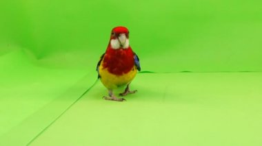 Rosella papağan yavaş yavaş üzerinde yeşil bir ekran yol boyunca yürüyor.