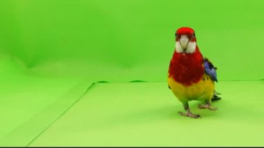 Rosella papağan yavaş yavaş üzerinde yeşil bir ekran yol boyunca yürüyor.