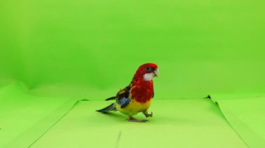 Rosella papağan yavaş yavaş üzerinde yeşil bir ekran yol boyunca yürüyor.