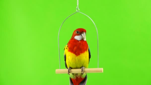 Papagaio Rosella Sentado Pau Branco Uma Tela Verde — Vídeo de Stock