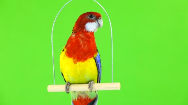 Rosella Parrot Sitting White Stick Green Screen — Stock Video