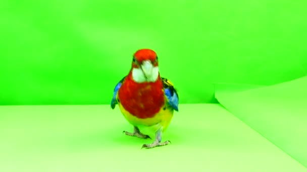 Rosella Der Papagei Läuft Auf Einem Grünen Bildschirm Den Weg — Stockvideo