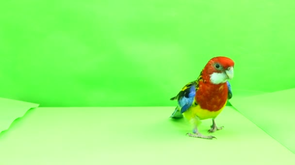 Rosella Papuga Biegnie Wzdłuż Ścieżki Zielony Ekran — Wideo stockowe