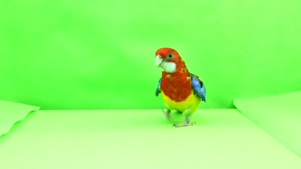 Rosella Papoušek Vede Podél Cesty Zelené Obrazovce — Stock video