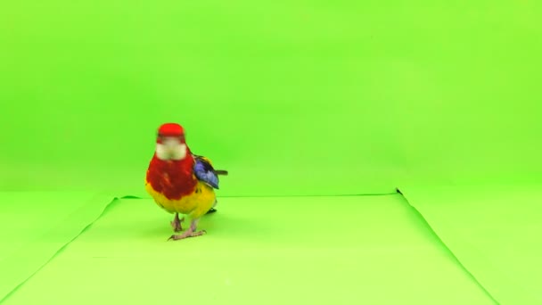 Rosella Papegojan Löper Längs Vägen Grön Skärm — Stockvideo