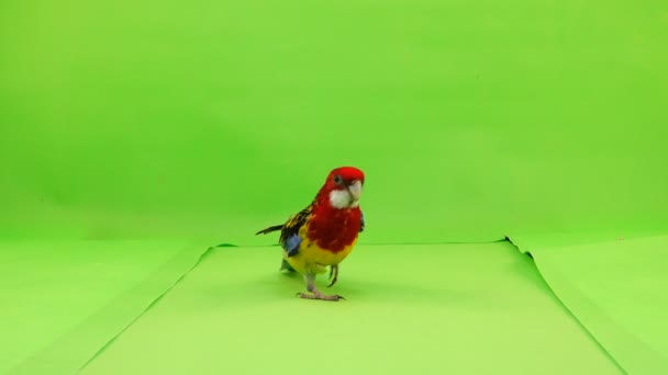 Rosella Loro Corre Largo Del Camino Una Pantalla Verde — Vídeo de stock