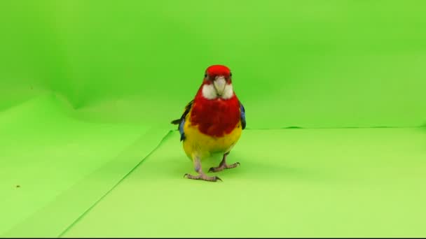 Rosella Pappagallo Sta Lentamente Camminando Lungo Sentiero Uno Schermo Verde — Video Stock