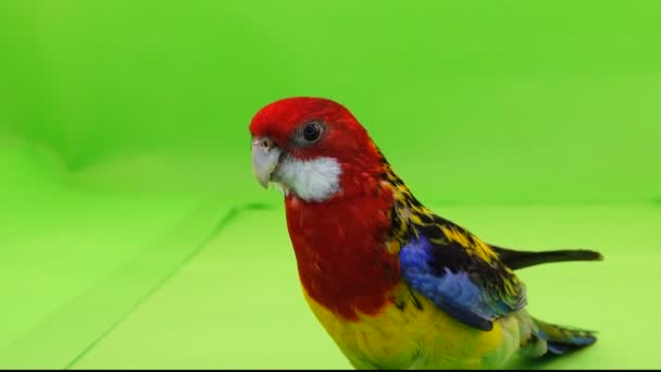 Rosella Papagaio Está Caminhando Lentamente Longo Caminho Uma Tela Verde — Vídeo de Stock