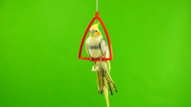 Corella papağan yeşil ekranda izole