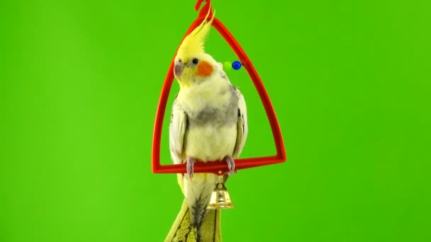 Corella Papagáj Zöld Képernyő Elszigetelt — Stock videók