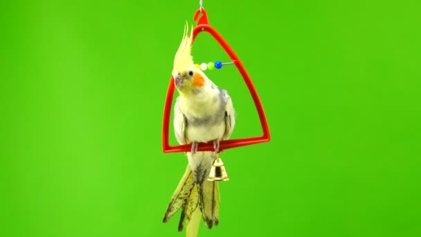 Corella Perroquet Isolé Sur Écran Vert — Video
