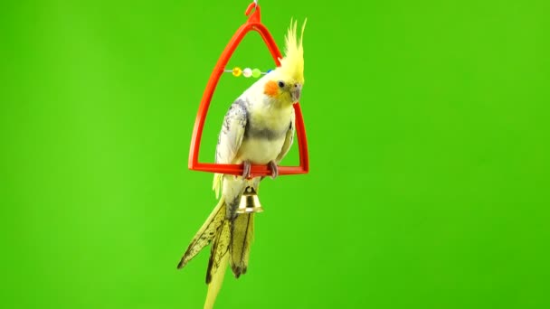 Corella Papağan Yeşil Ekranda Izole — Stok video