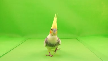 Corella papağan yol boyunca fotoğraf makinesi için yeşil bir ekran üzerinde çalışan.