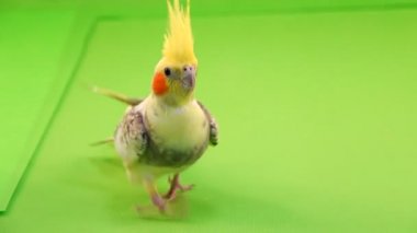 Corella papağan yol boyunca fotoğraf makinesi için yeşil bir ekran üzerinde çalışan.