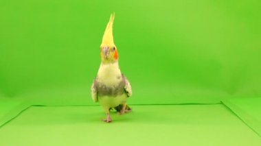 Corella papağan yol boyunca fotoğraf makinesi için yeşil bir ekran üzerinde çalışan.