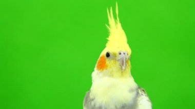 yeşil ekran üzerinde bir papağan corella portresi