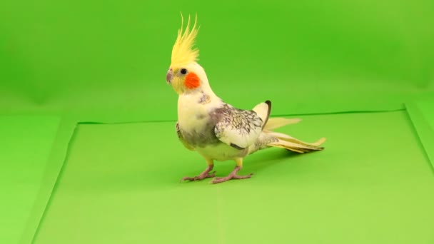 Corella Papagaio Corre Longo Caminho Para Câmera Uma Tela Verde — Vídeo de Stock