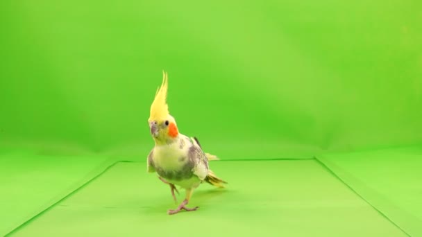 科雷拉鹦鹉沿着绿色屏幕上的镜头运行 — 图库视频影像