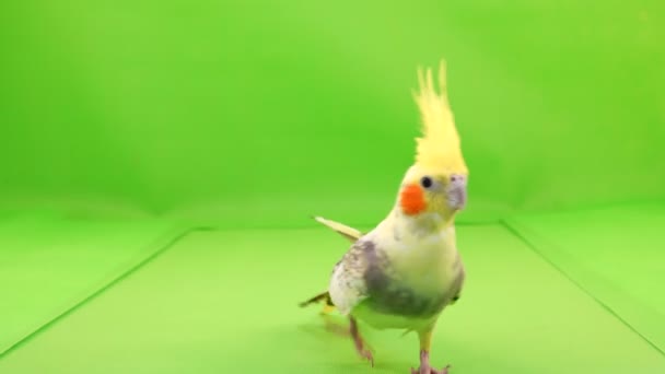 Corella Papoušek Vede Podél Cesty Fotoaparátu Zelené Obrazovce — Stock video